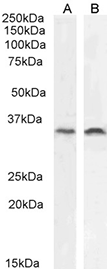 CL7772AP Western Blot Analysis